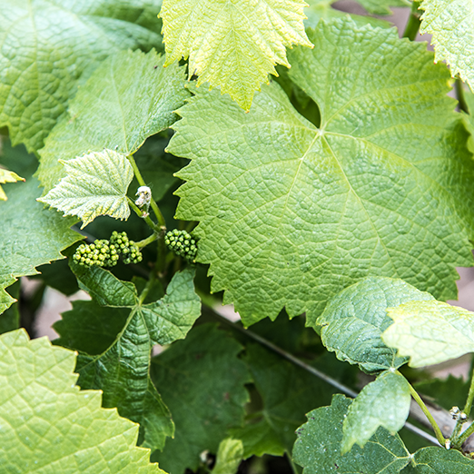 Locus – Vigneron – Cru Clisson Locus - Vigneron - Cru Clisson
