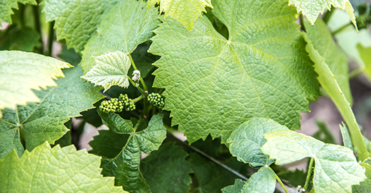 Lucus - Les Vignerons - Cru Clisson