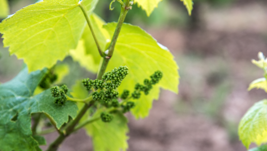 Vigne - Style des vins - A Propos - Cru Clisson